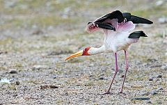 Yellow-billed Stork